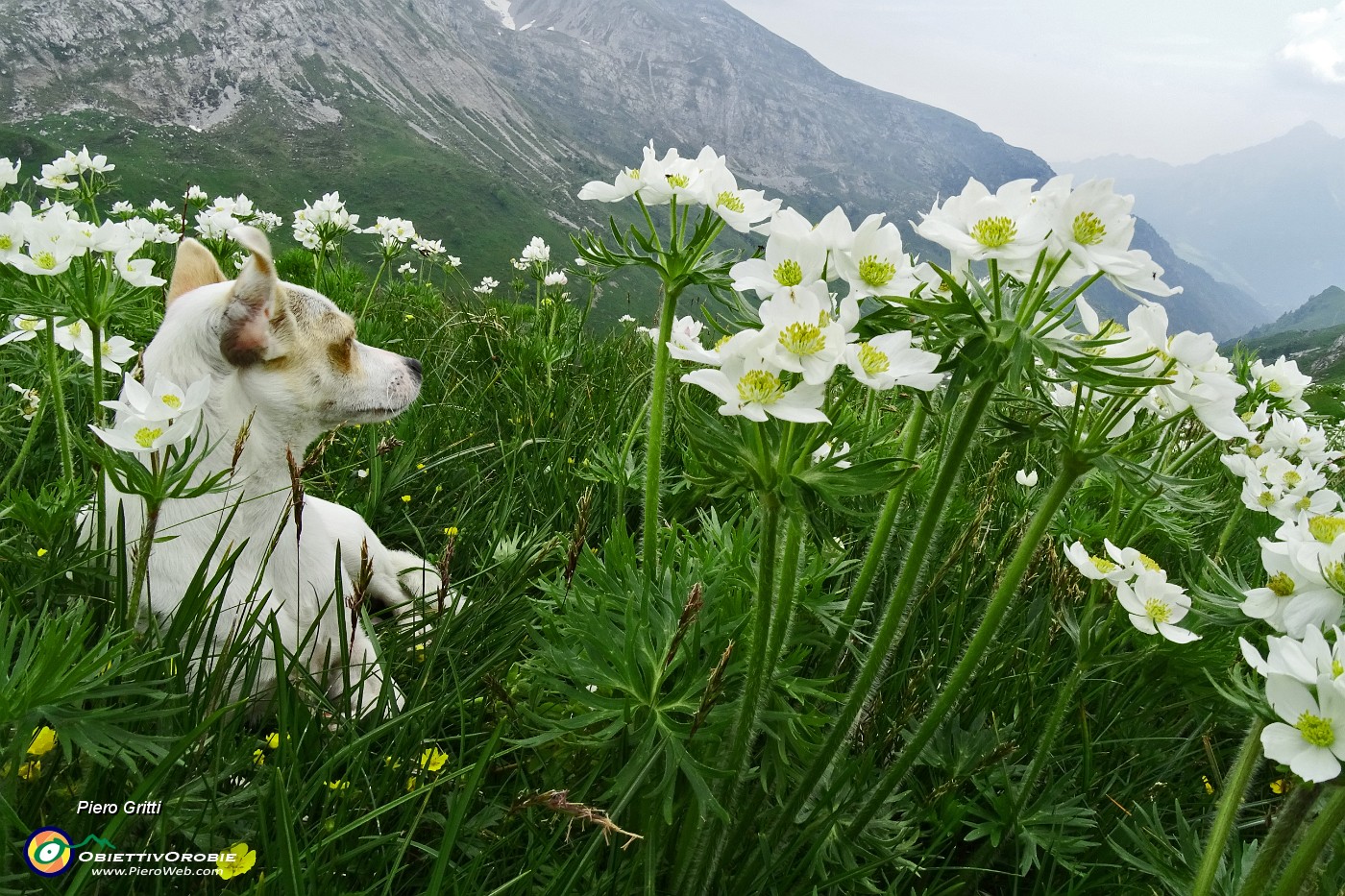 02 Estese fioriture  di anemone narcissino (Anemonastrum narcissiflorum)  .JPG -                                